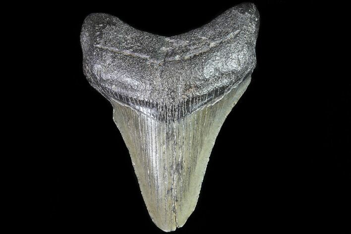 Juvenile Megalodon Tooth - Georgia #83650